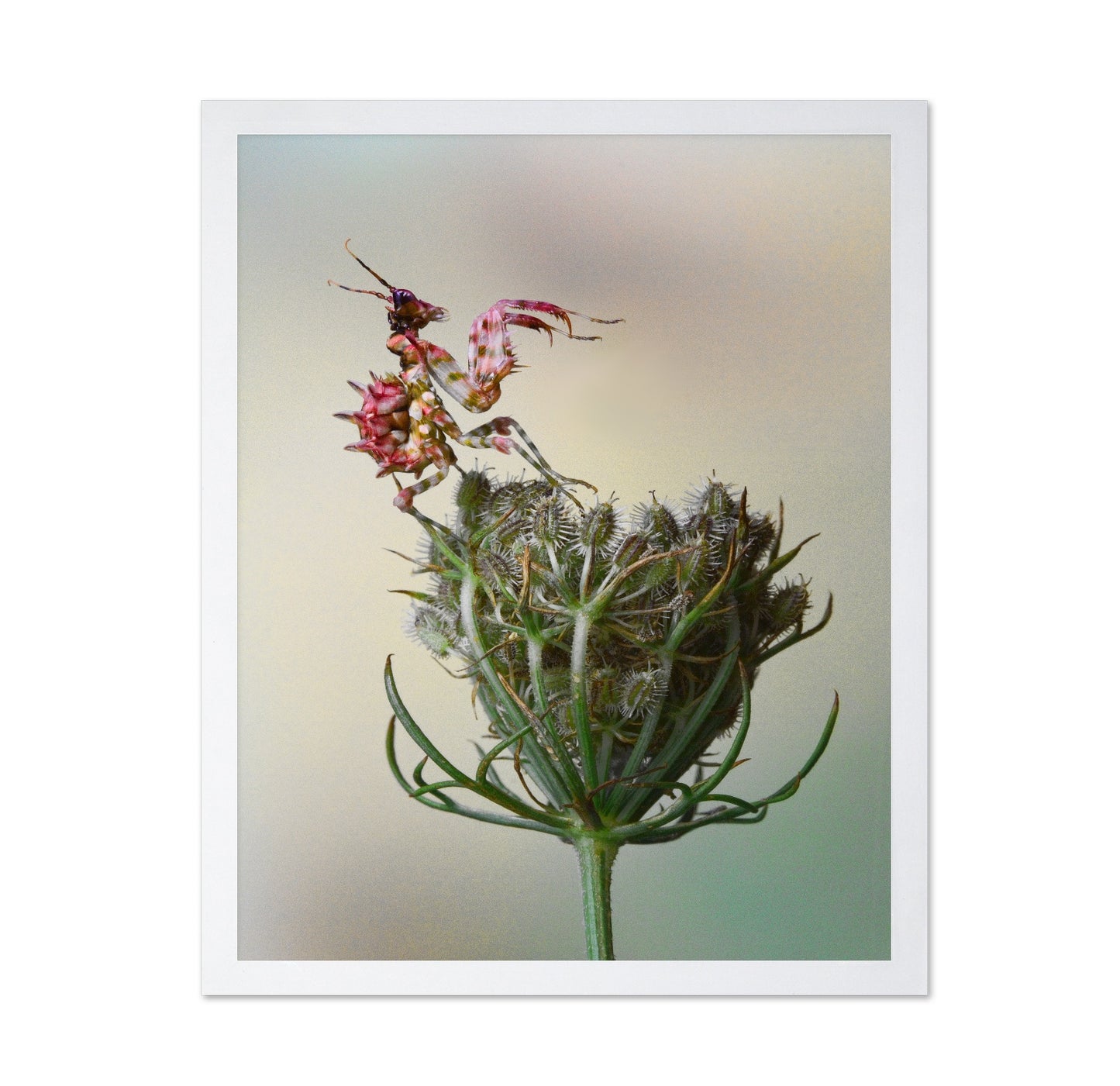 Spiny Flower Mantis No 2