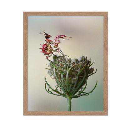 Spiny Flower Mantis No 2