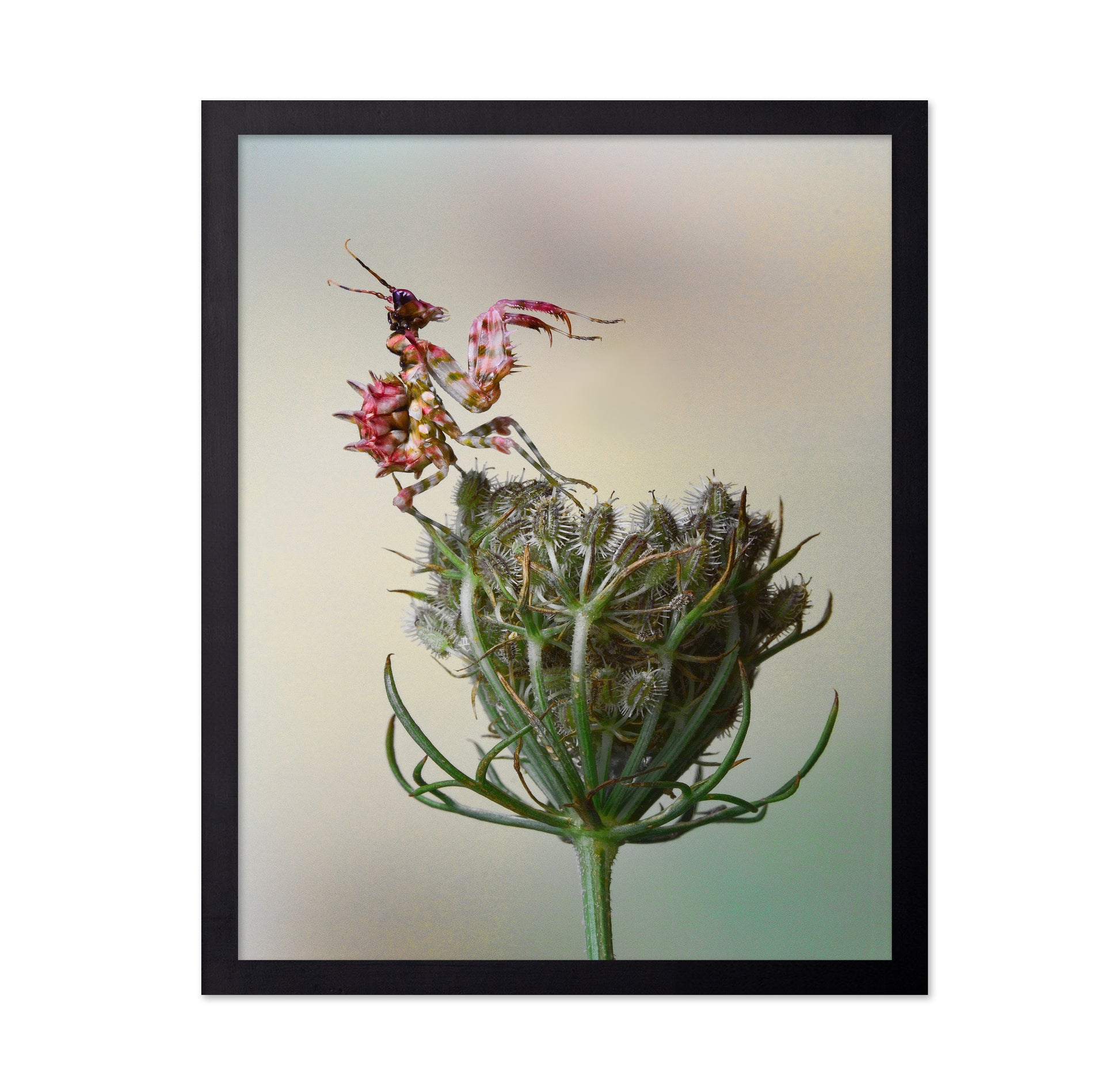 Spiny Flower Mantis No 2