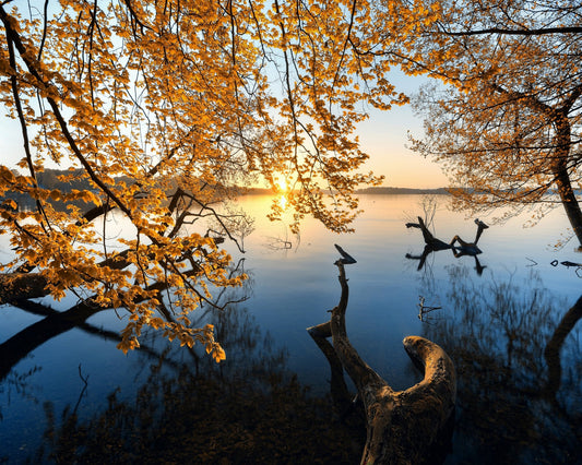 Autumn Morning