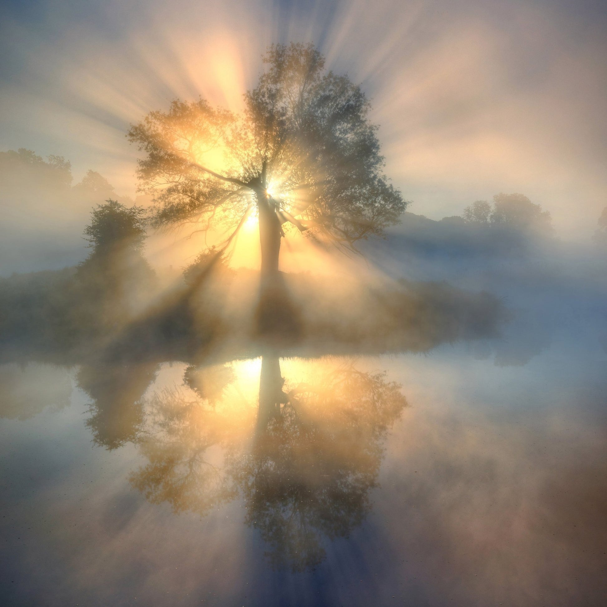 Tree Of Light