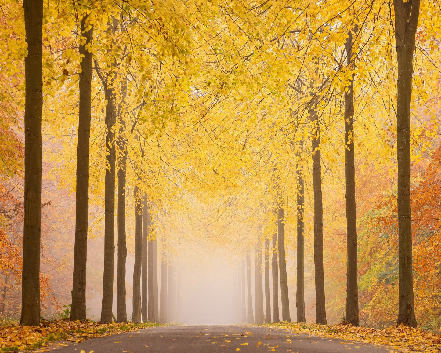 Autumn Road