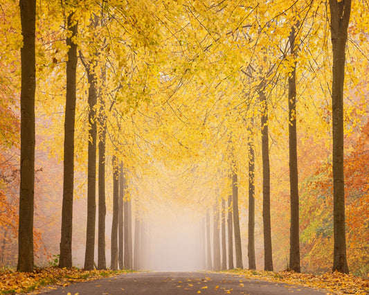 Autumn Road