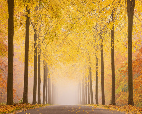 Autumn Road