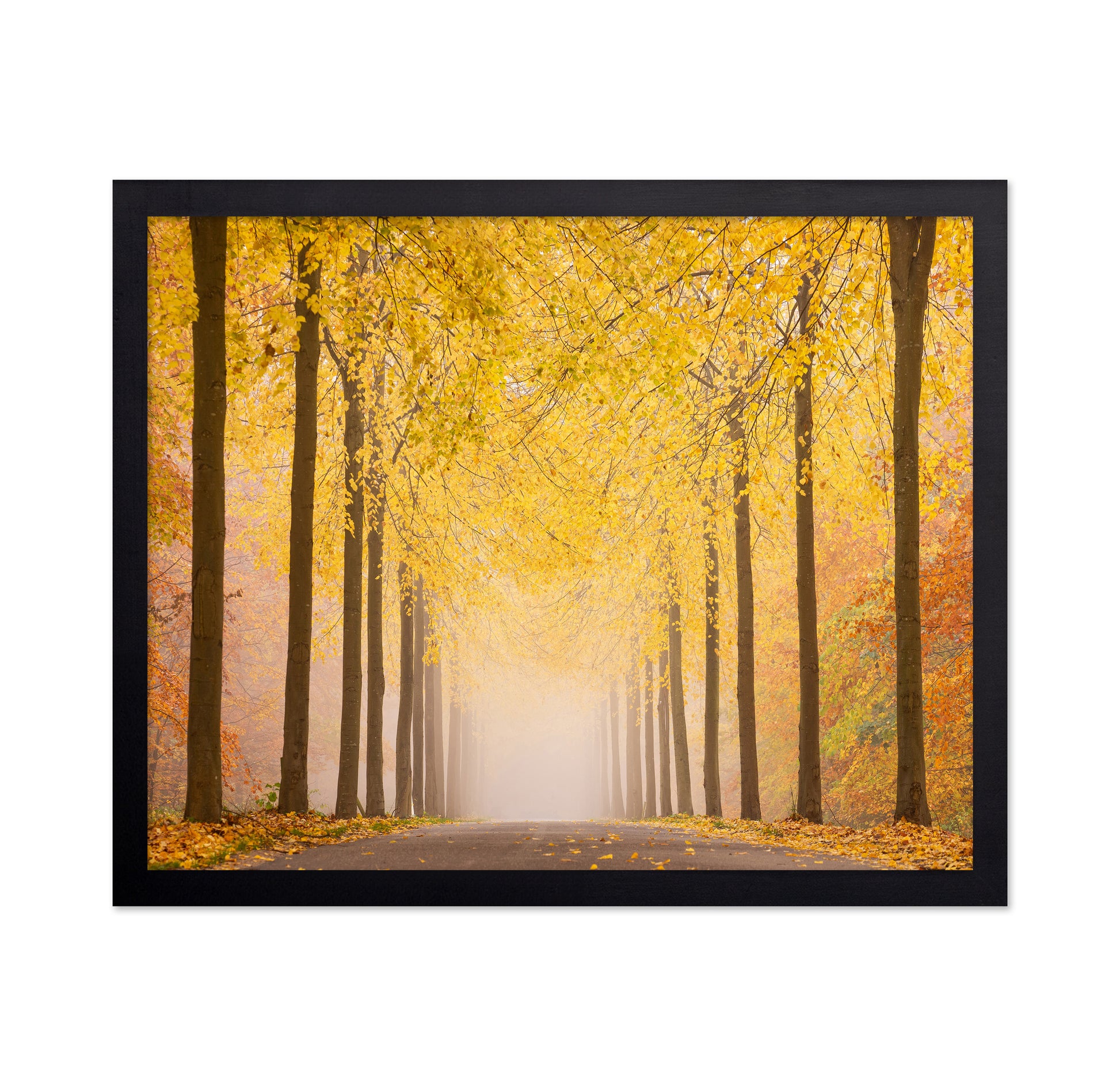 Autumn Road