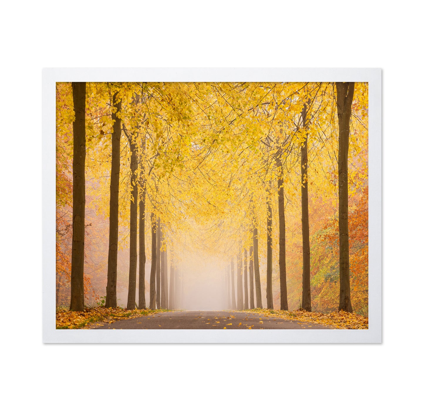 Autumn Road