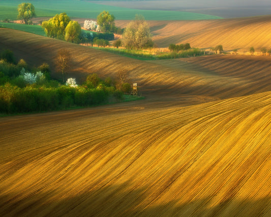 Fields