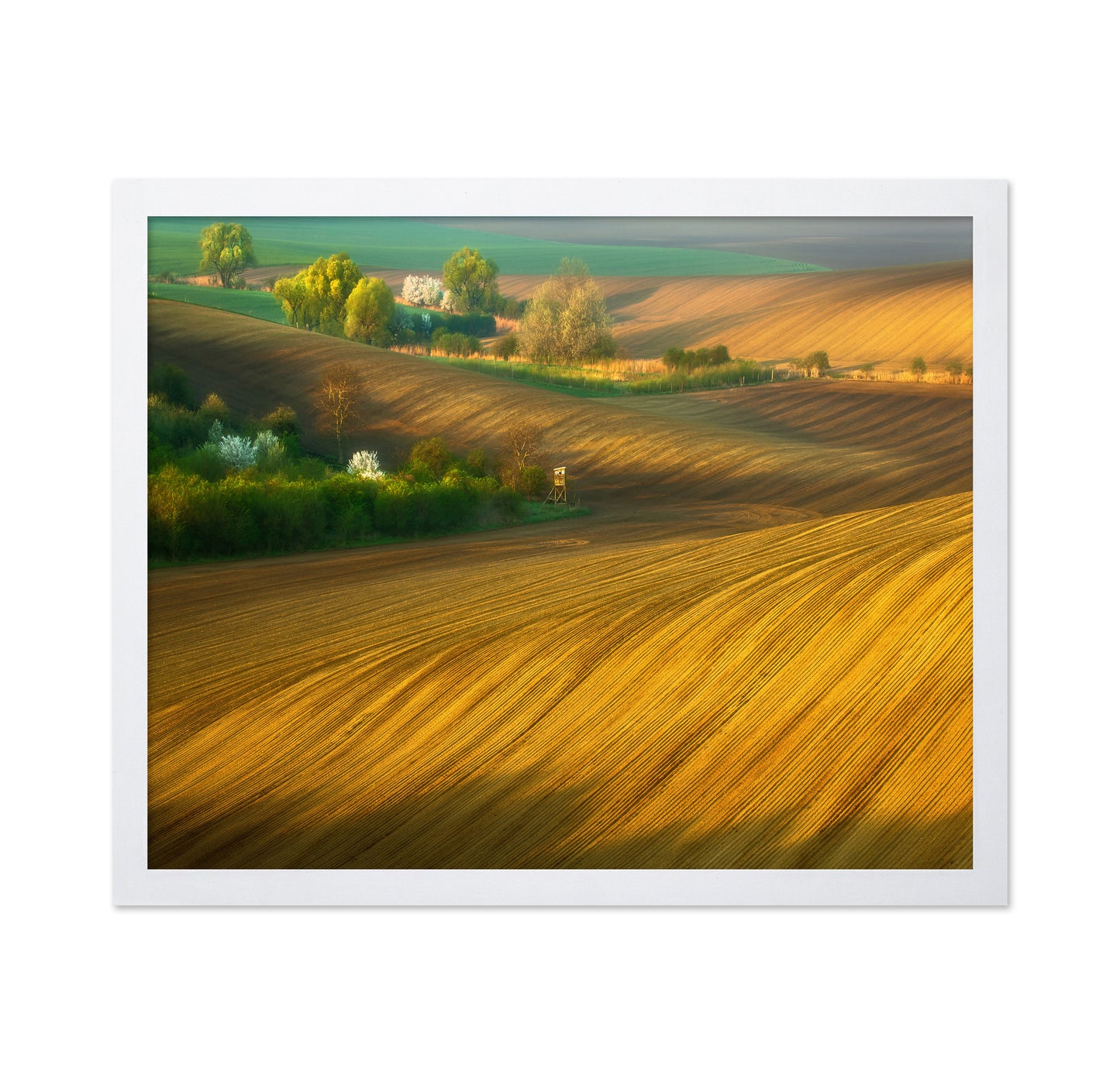 Fields