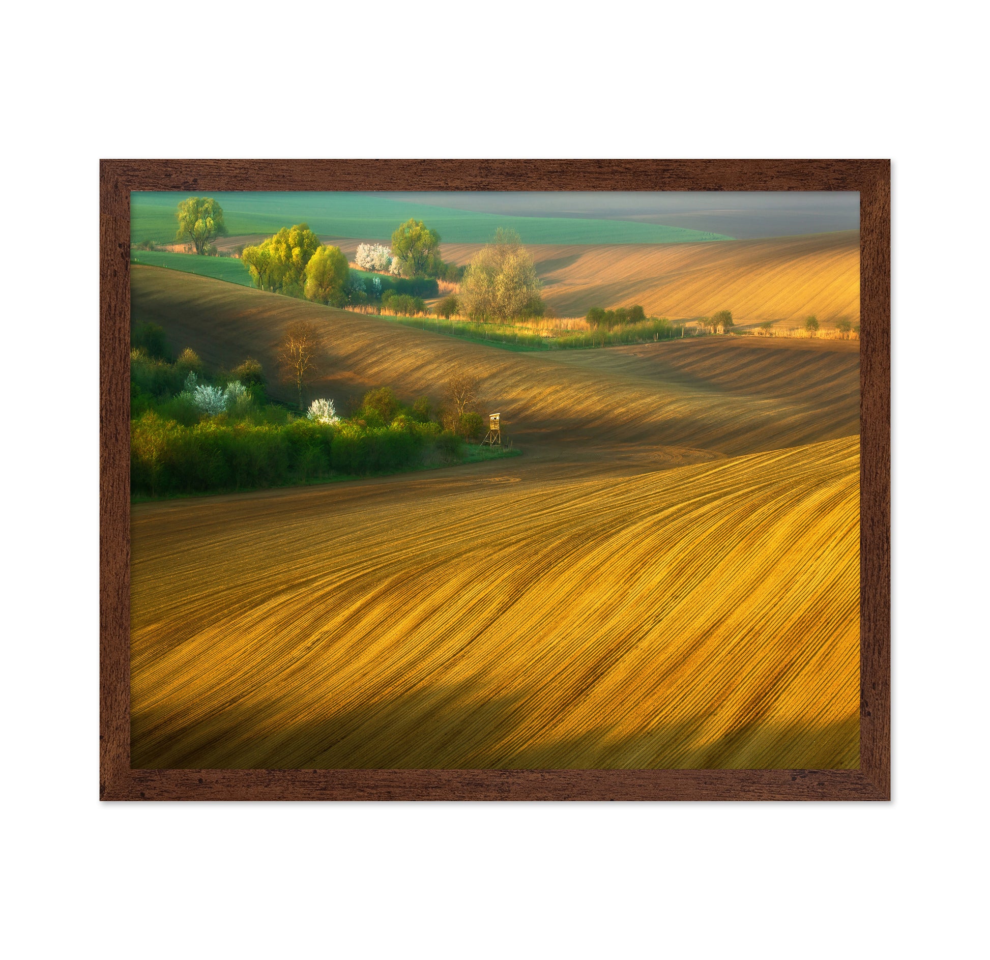 Fields