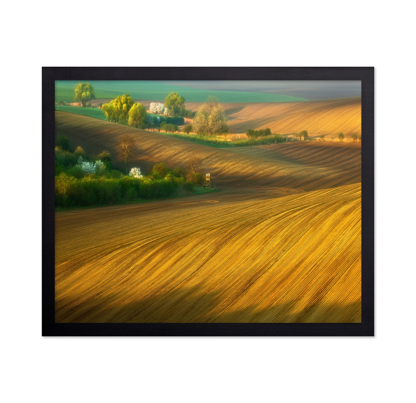 Fields