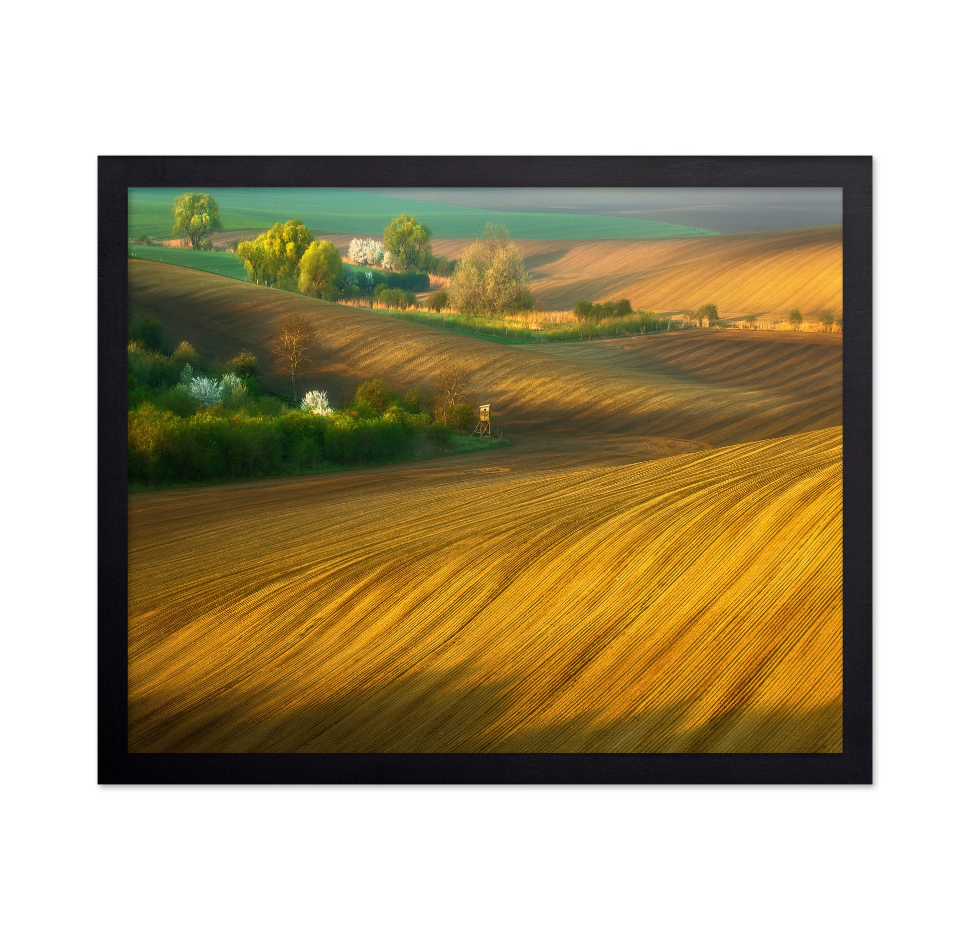 Fields