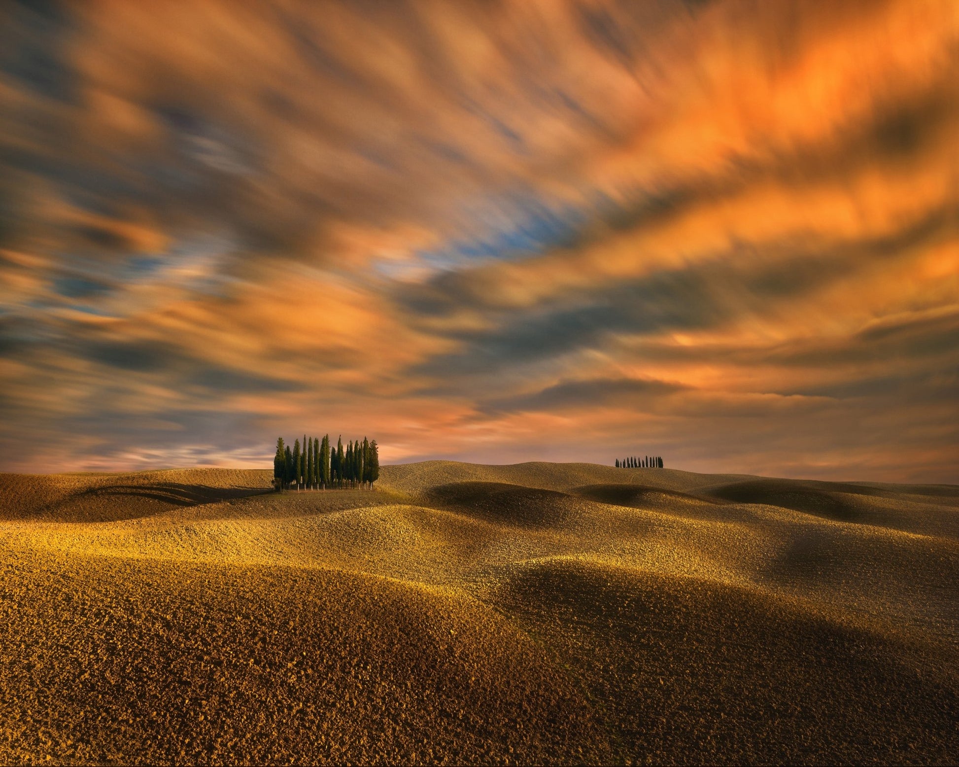Cypresses