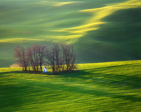 Fields and Colorful Trees
