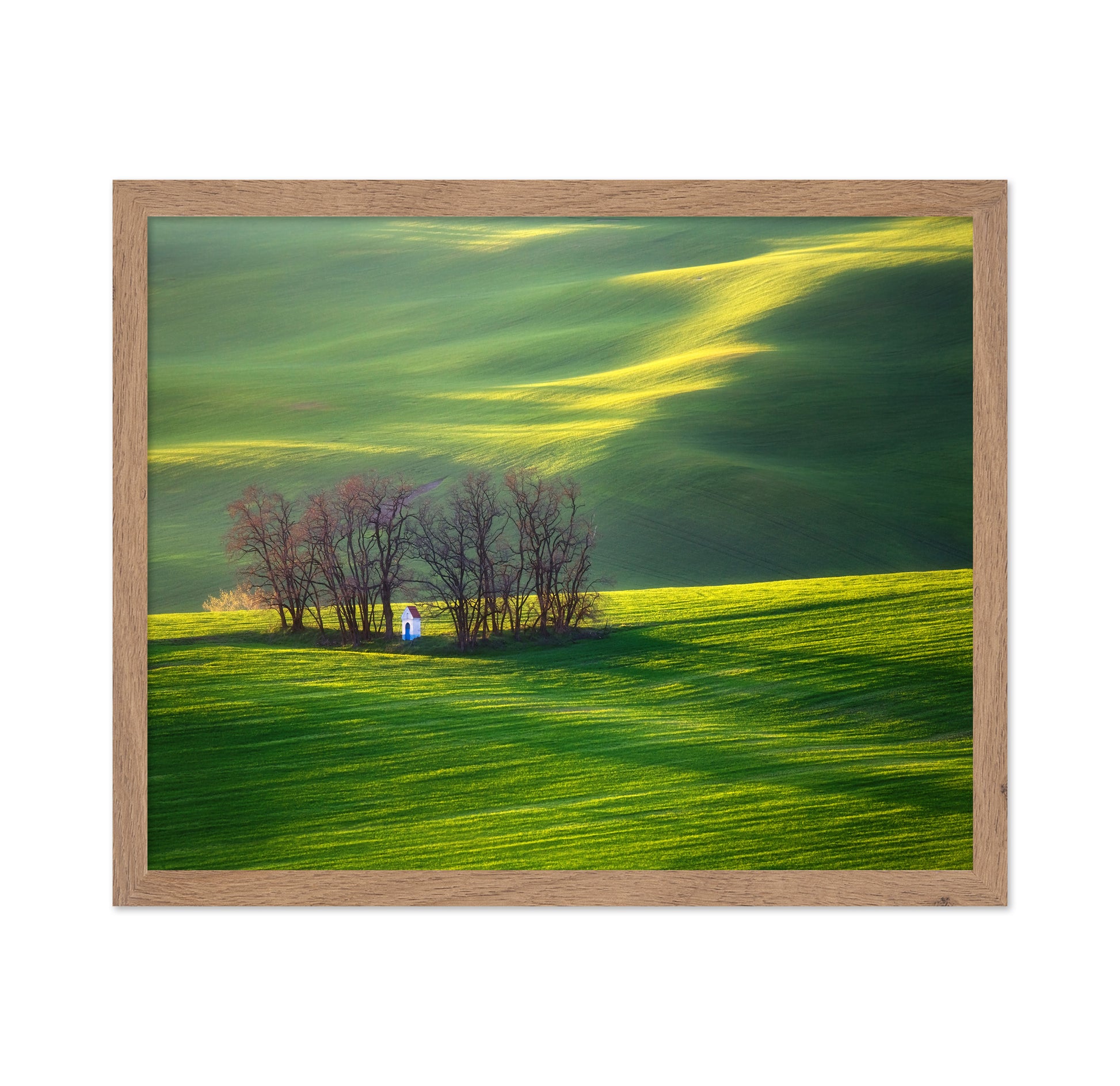 Fields and Colorful Trees