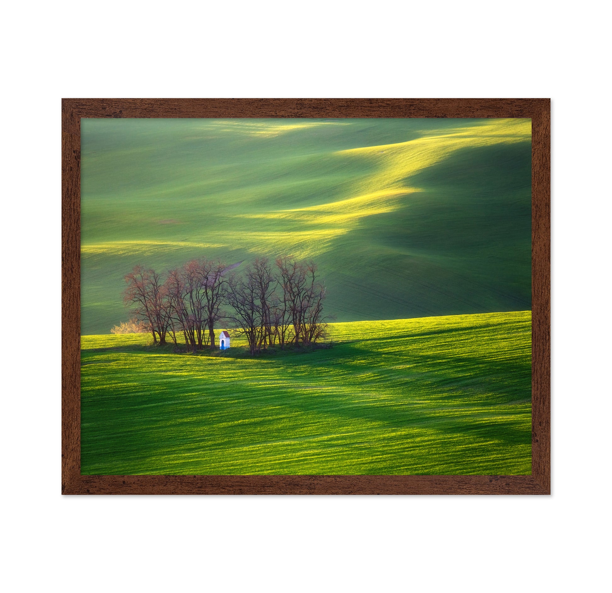 Fields and Colorful Trees