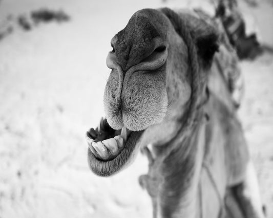 Dromedary