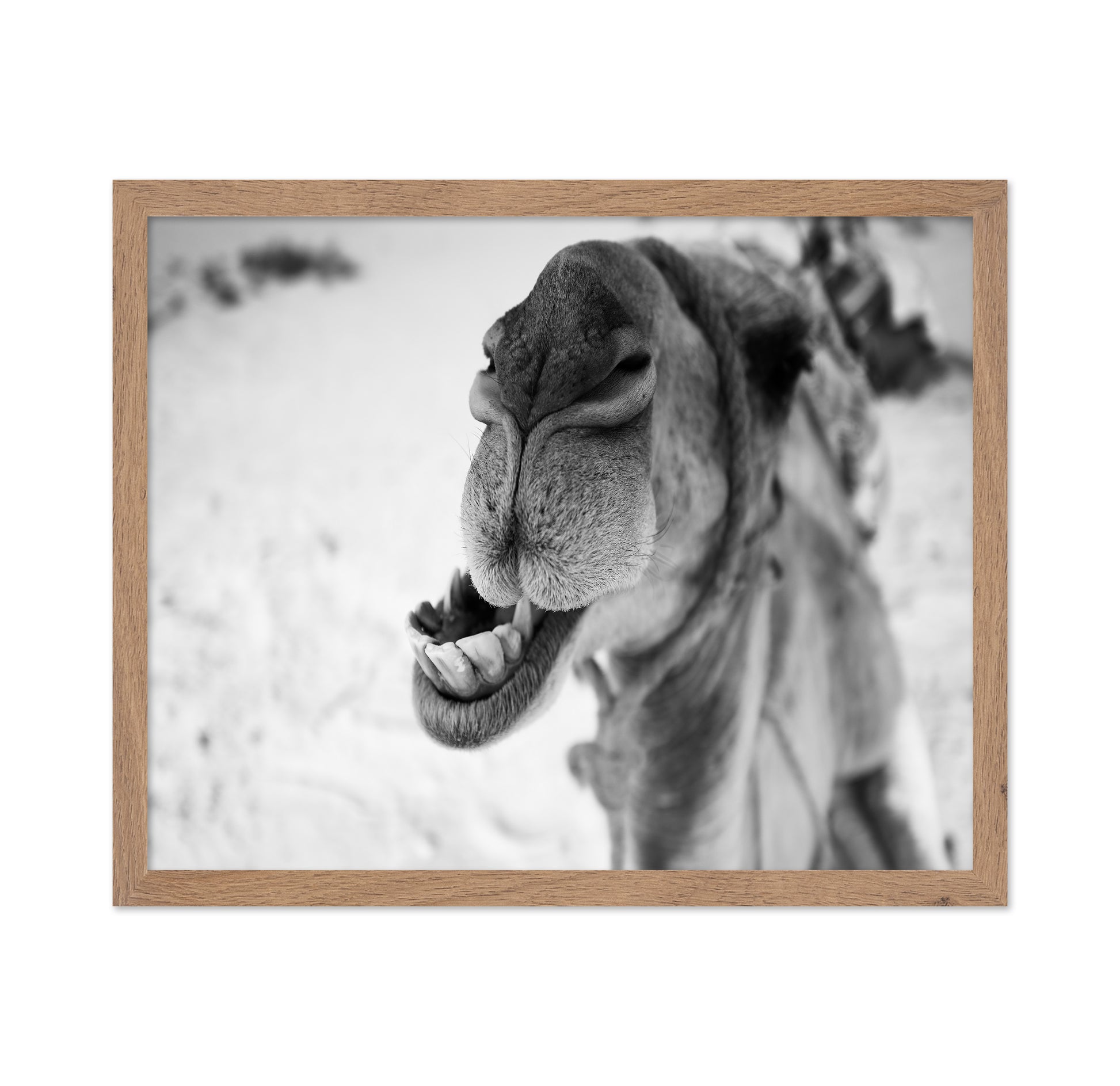 Dromedary