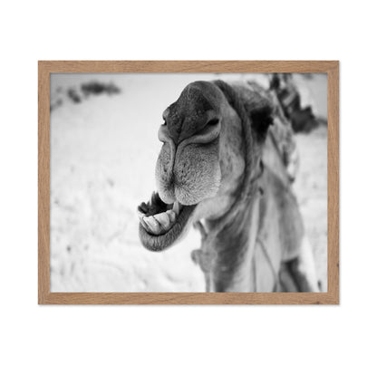 Dromedary