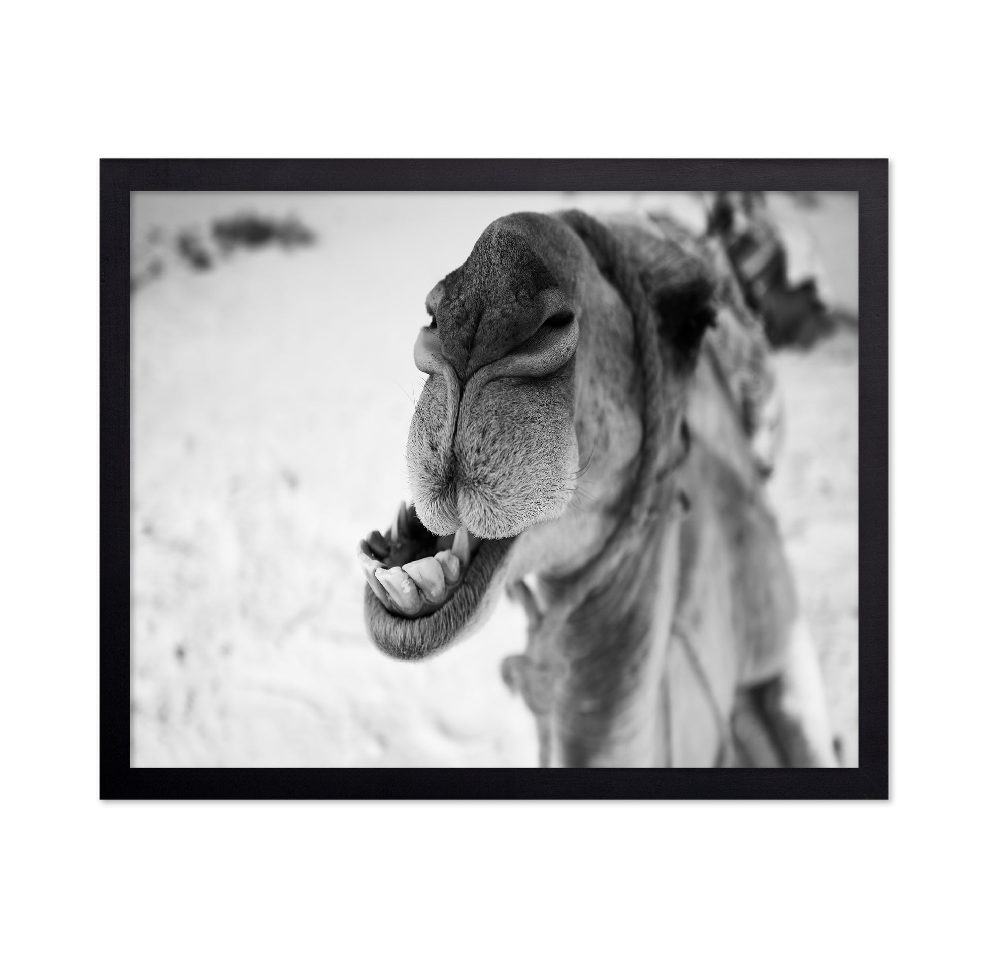 Dromedary