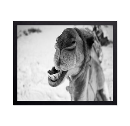 Dromedary