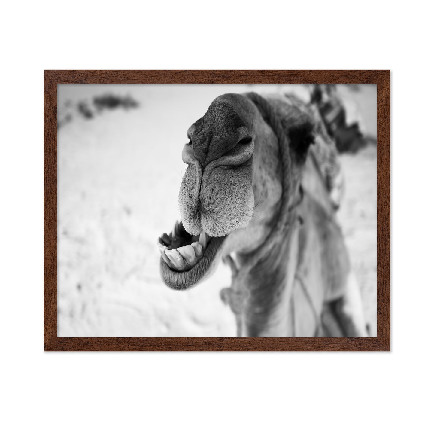 Dromedary