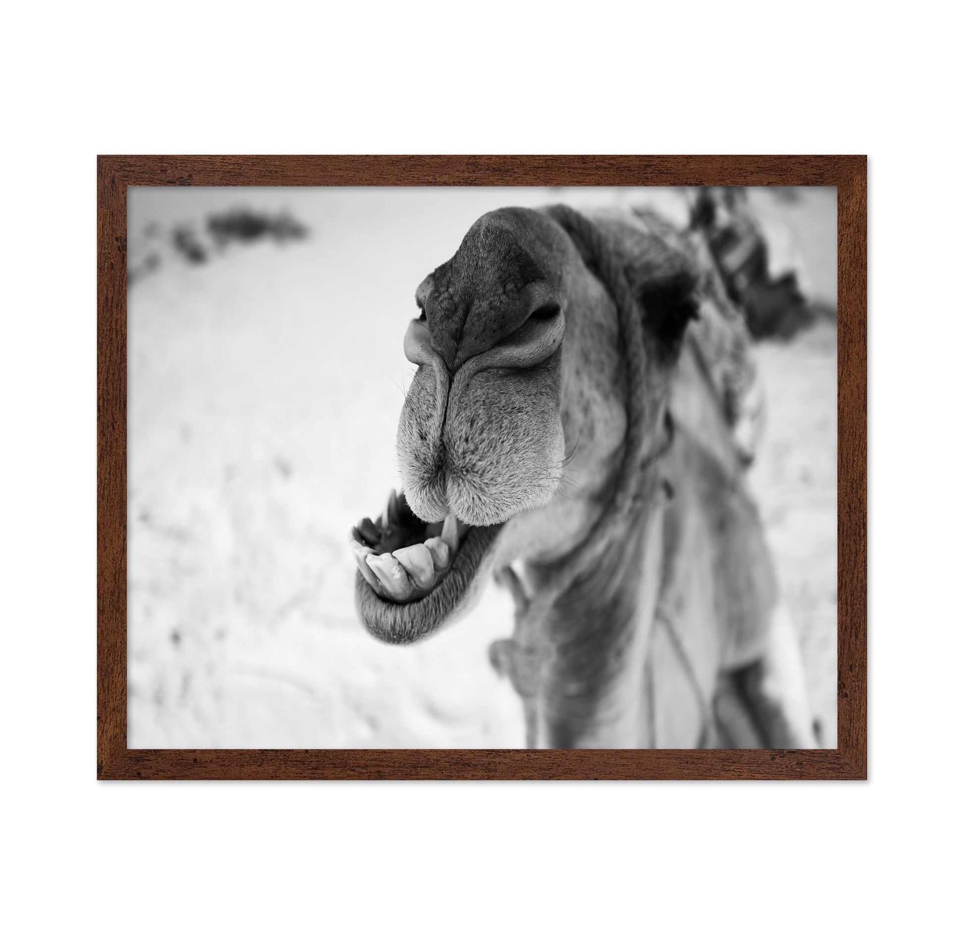 Dromedary