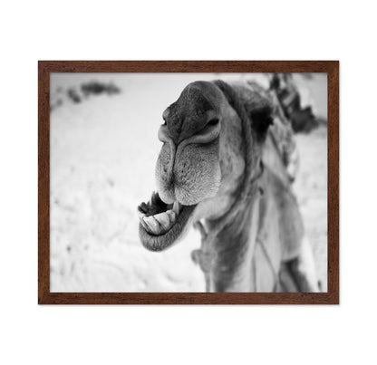 Dromedary