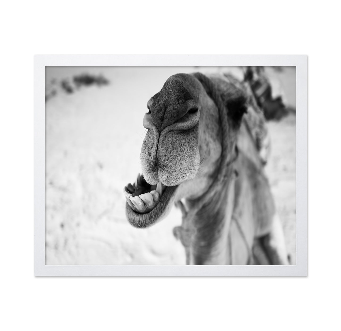 Dromedary