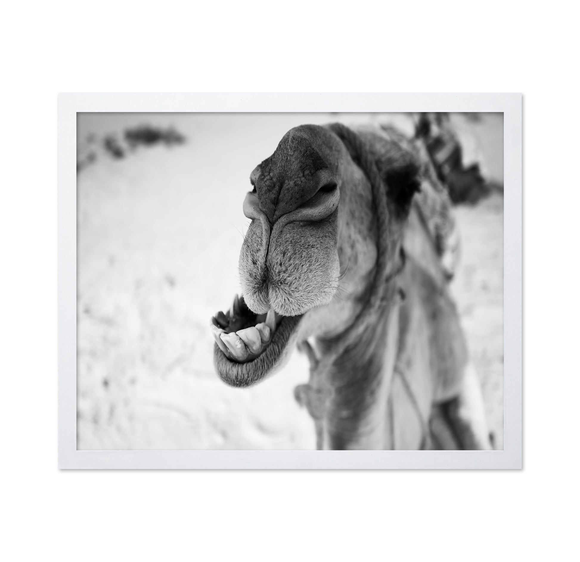 Dromedary