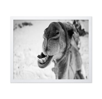 Dromedary