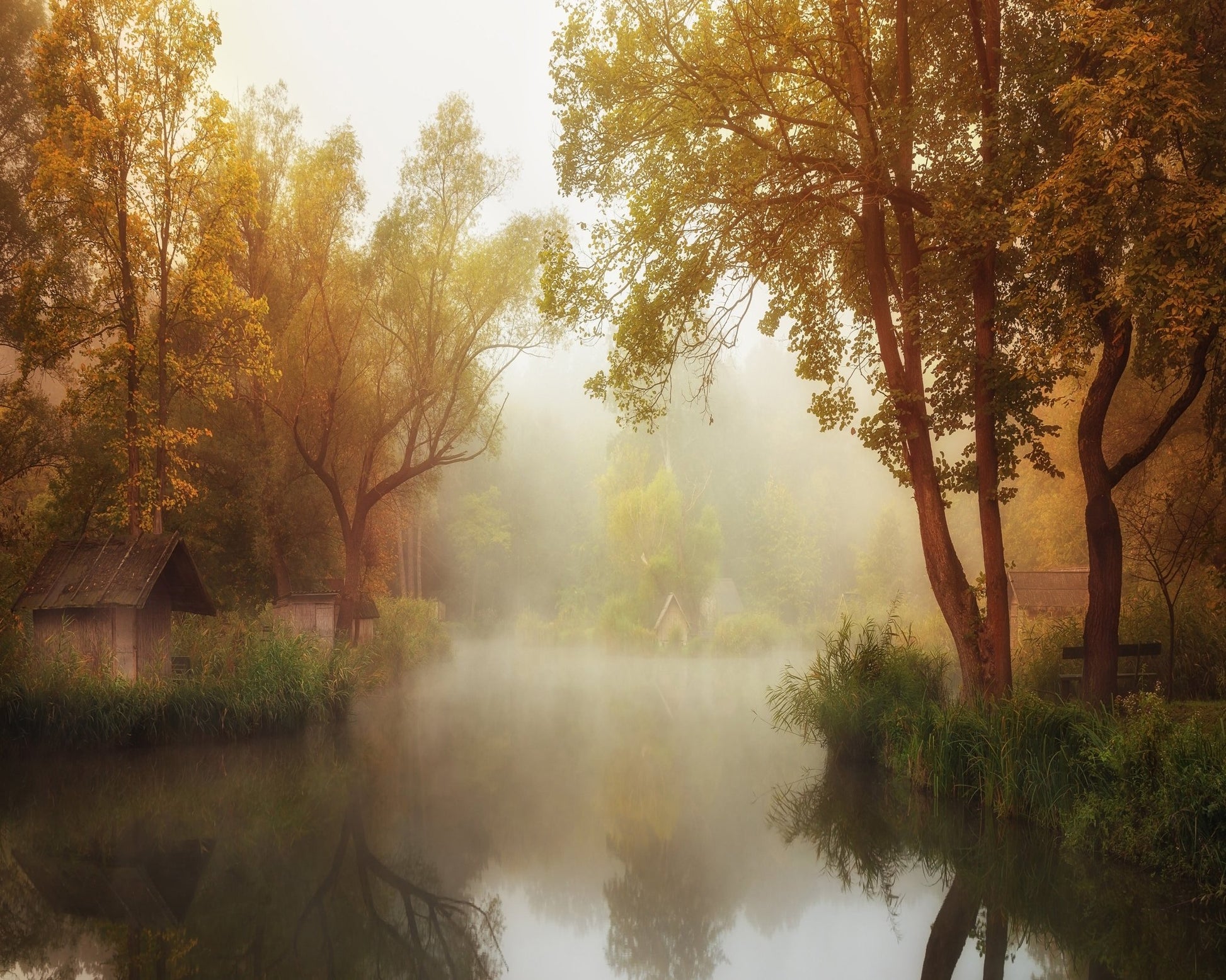 Foggy Autumn