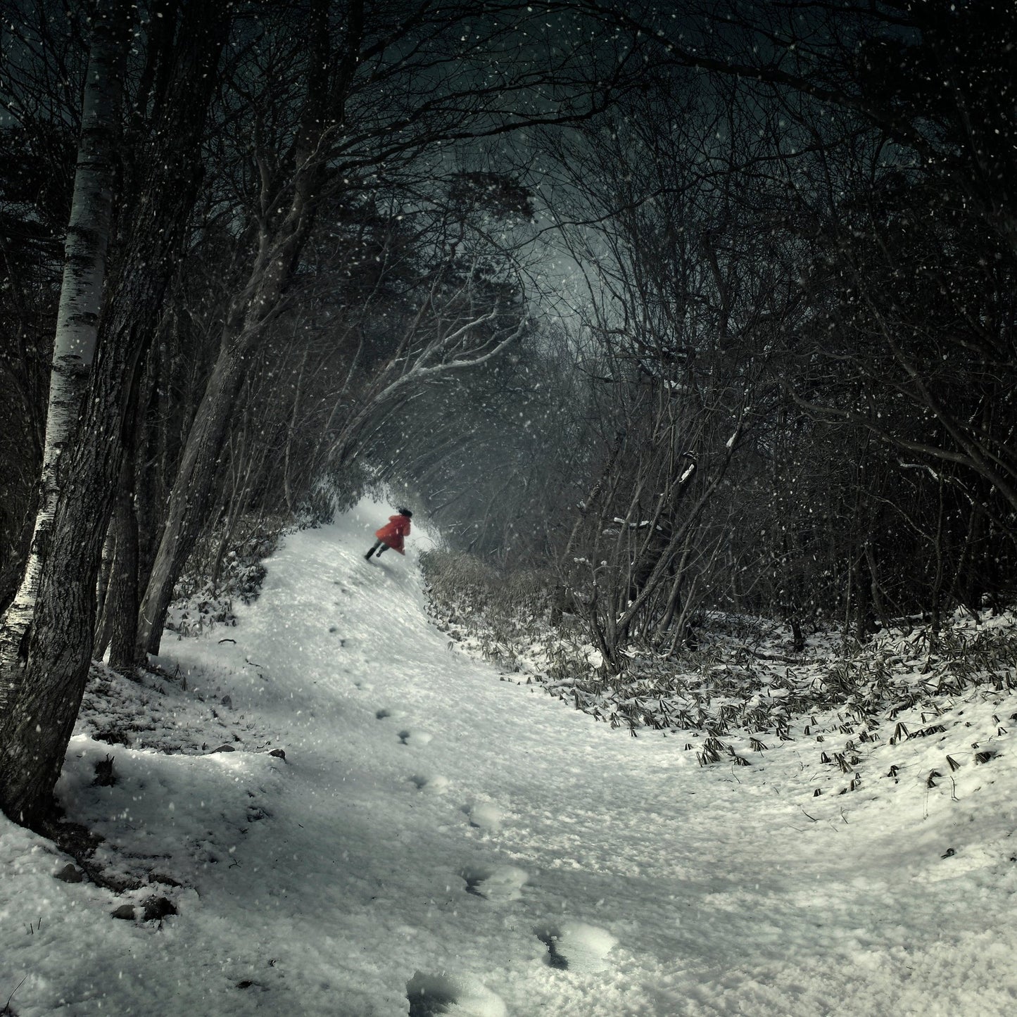 Into The Winter Forest