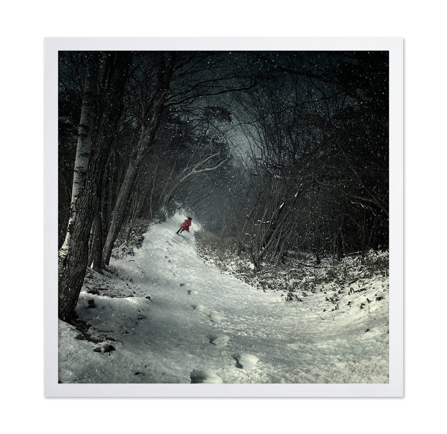 Into The Winter Forest