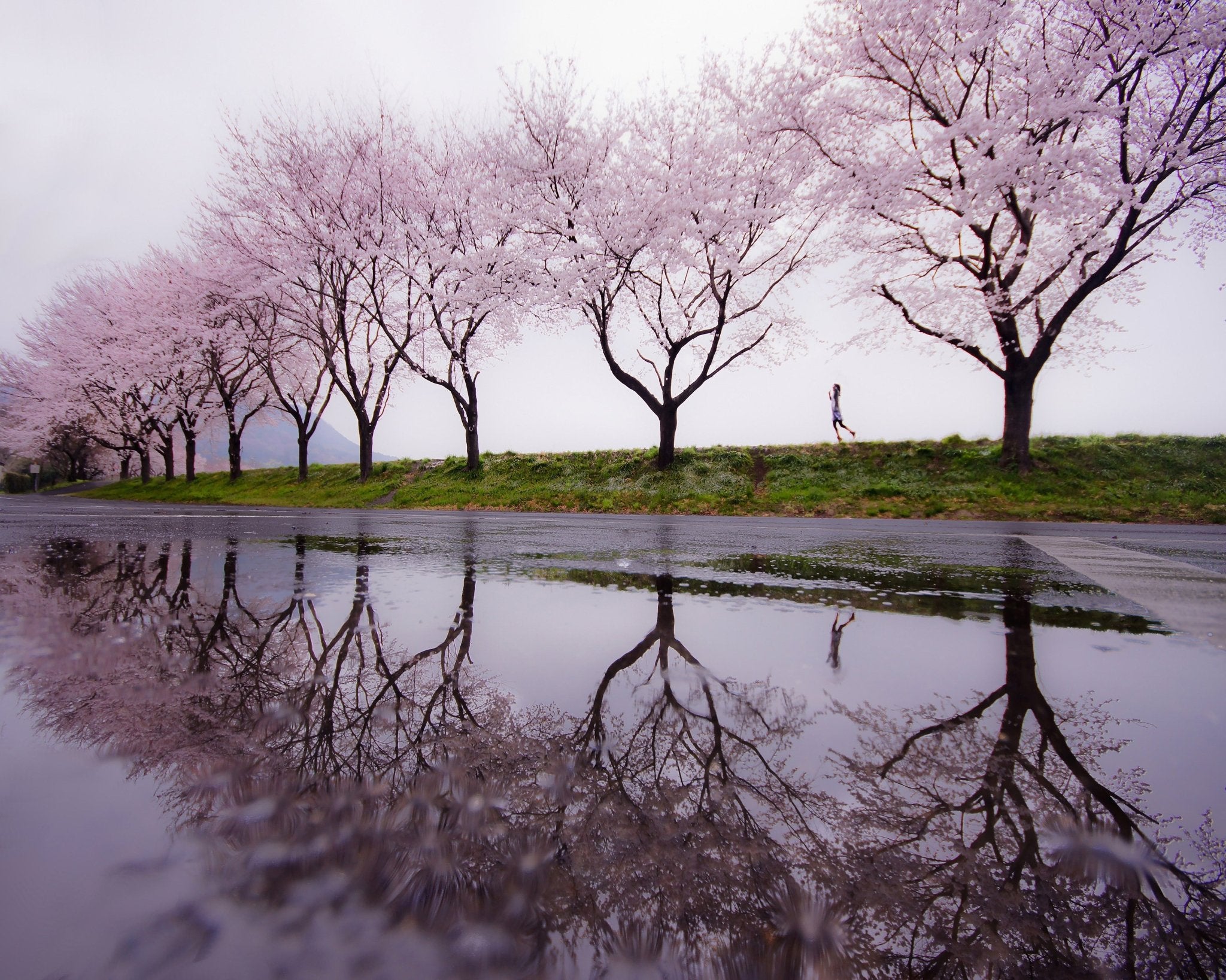 Rain of spring – Poster Master
