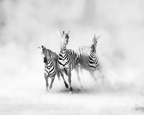 Three Zebras