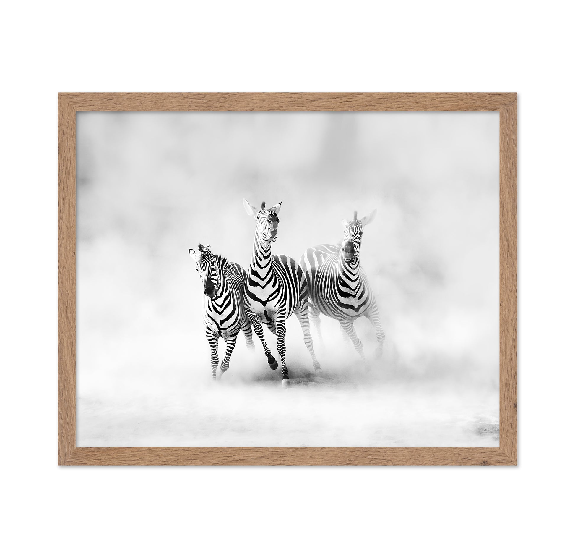 Three Zebras