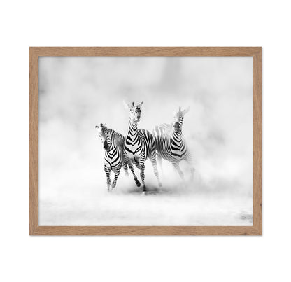 Three Zebras