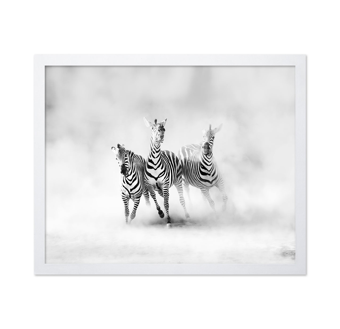 Three Zebras