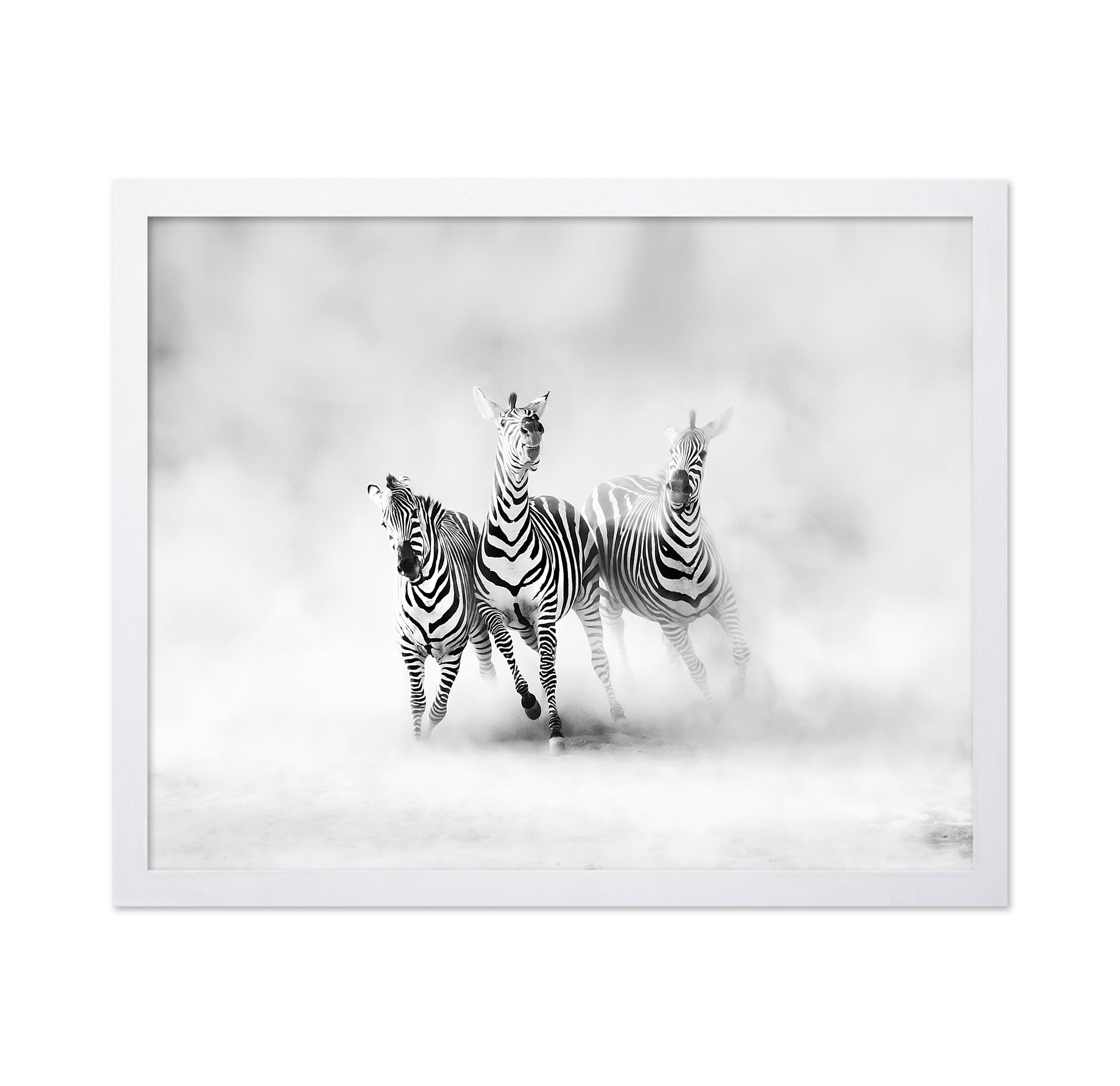 Three Zebras