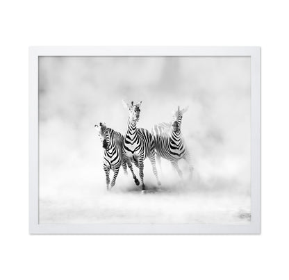 Three Zebras
