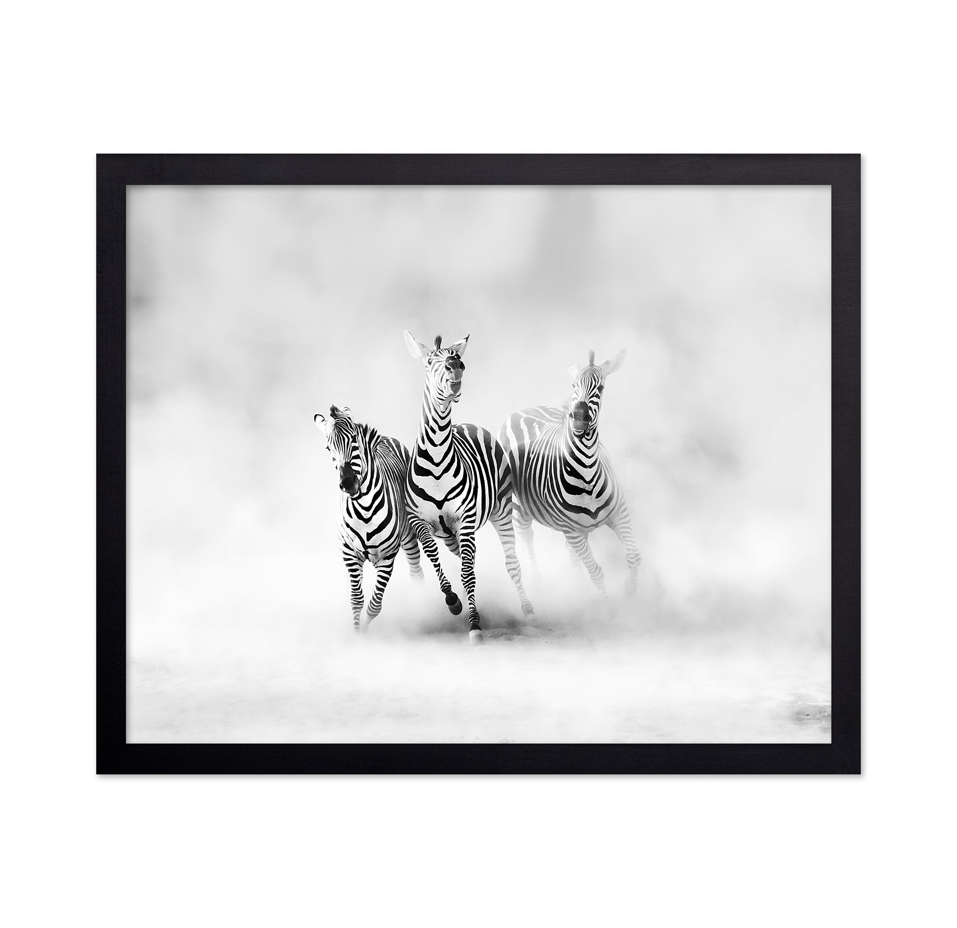 Three Zebras