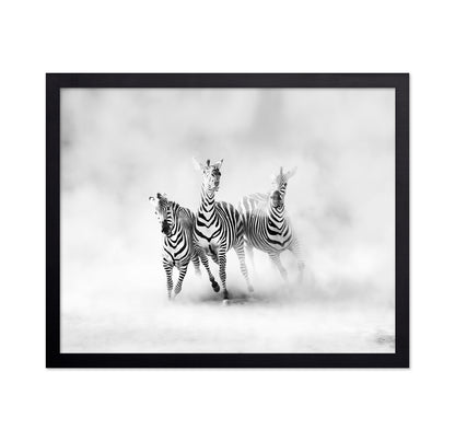 Three Zebras
