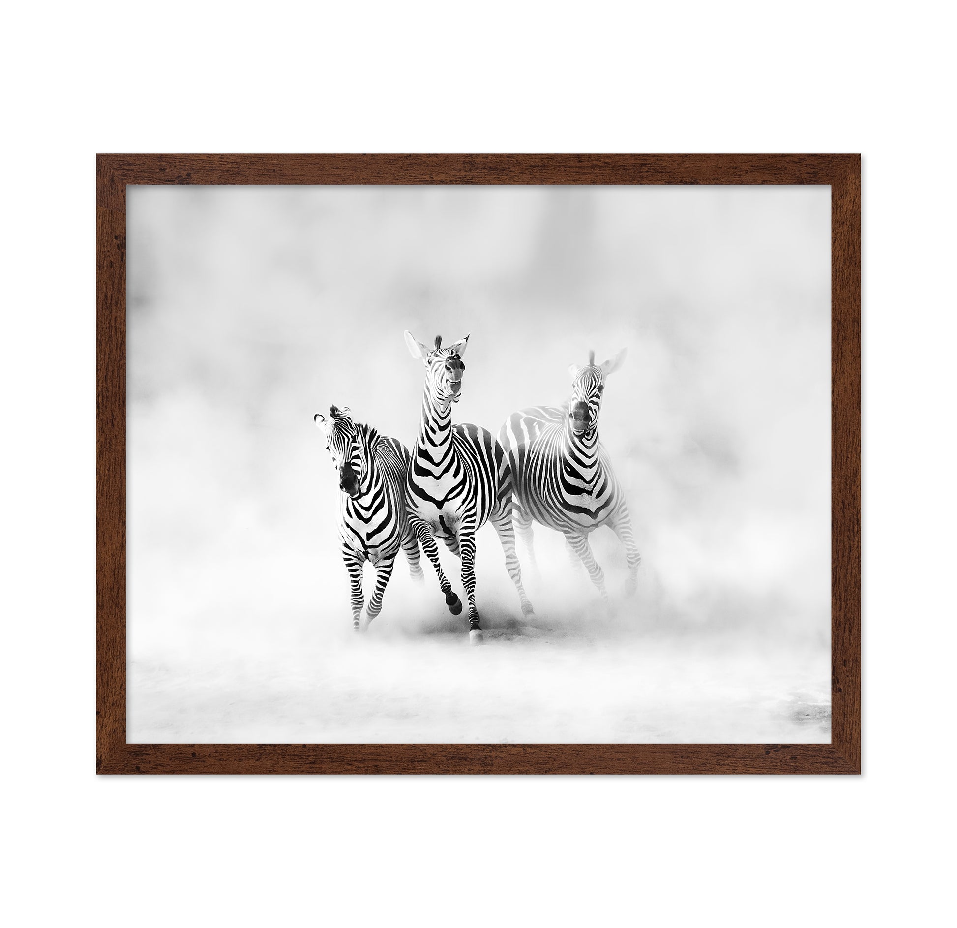 Three Zebras