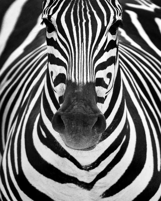 Zebra No 2