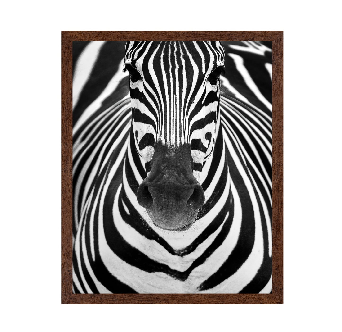 Zebra No 2