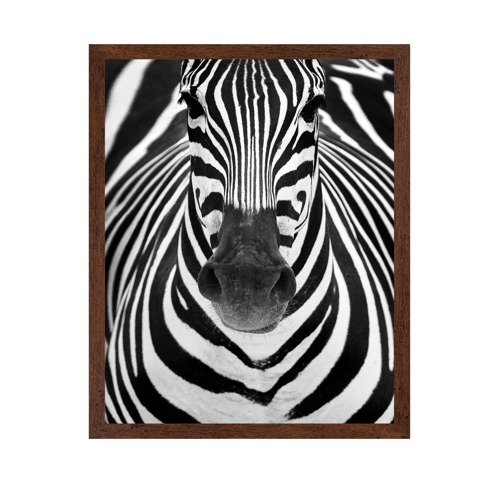 Zebra No 2