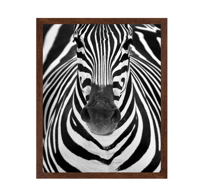 Zebra No 2