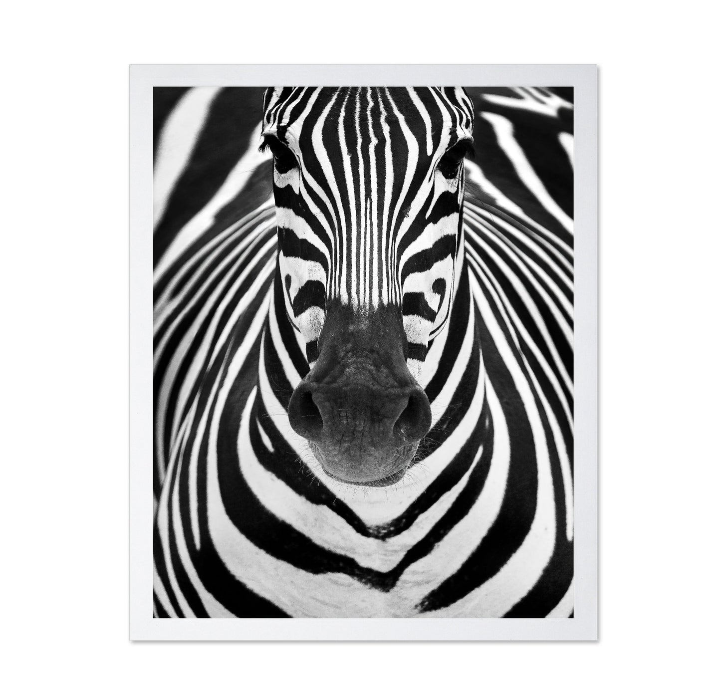 Zebra No 2