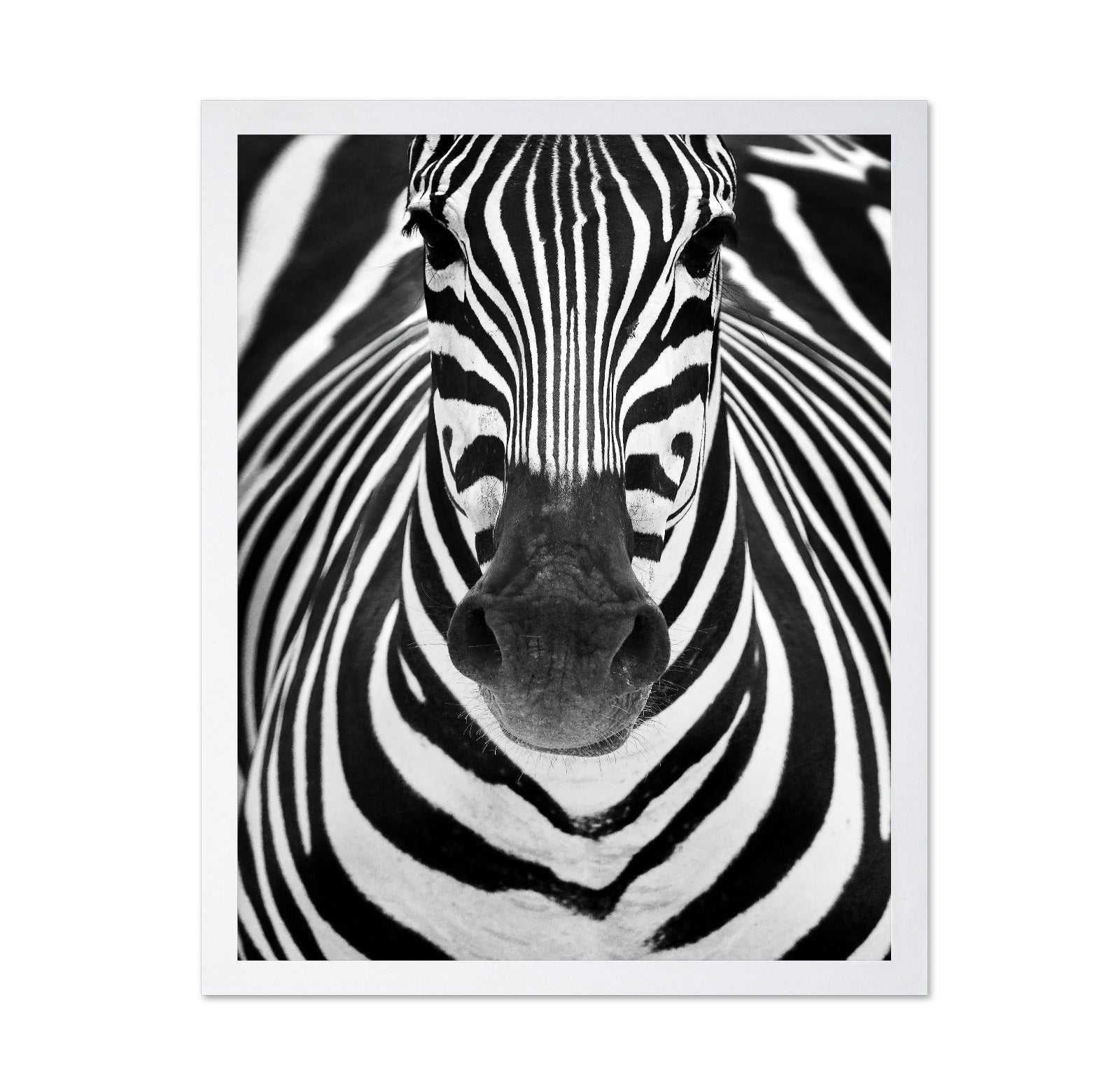 Zebra No 2