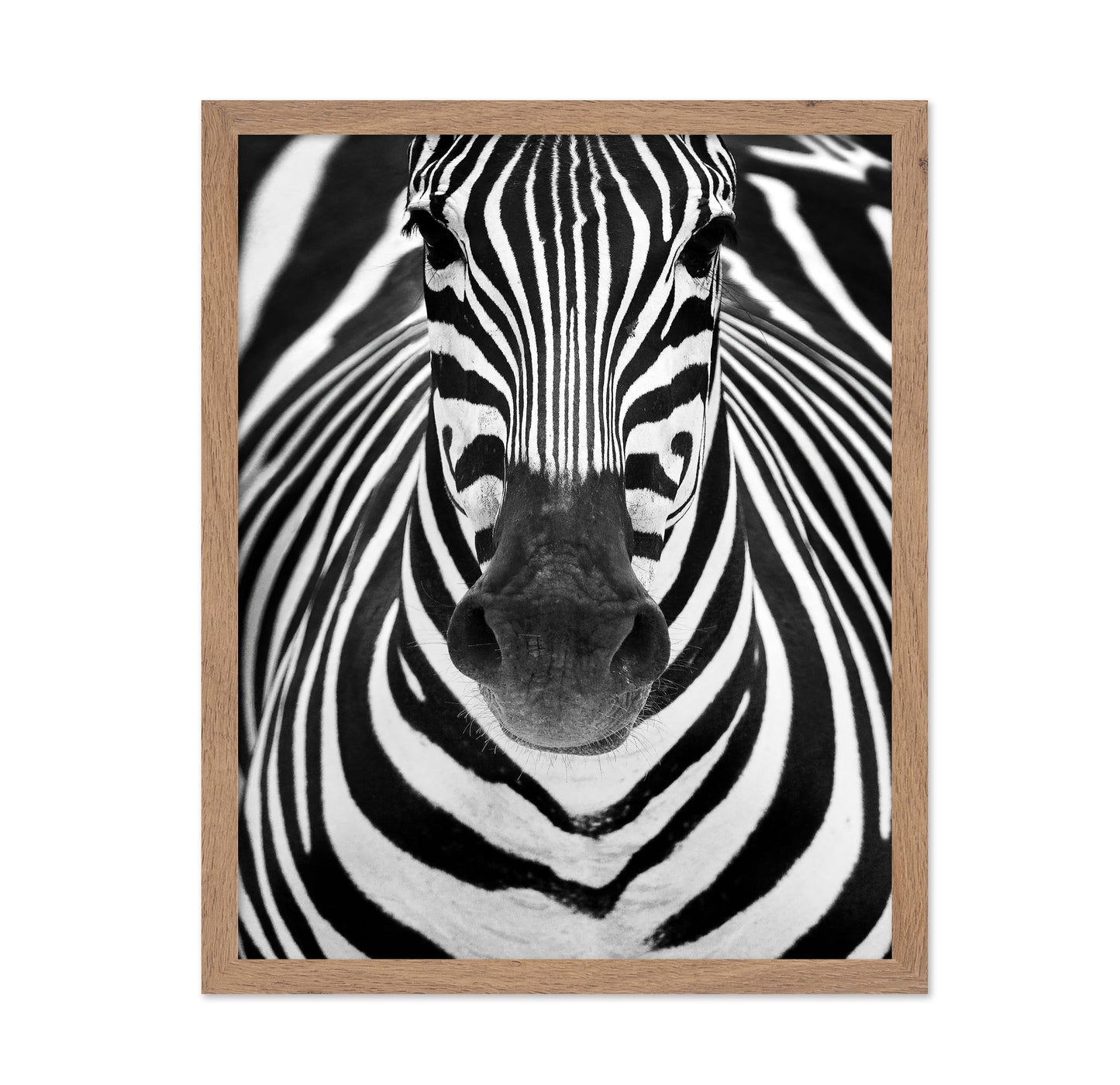 Zebra No 2
